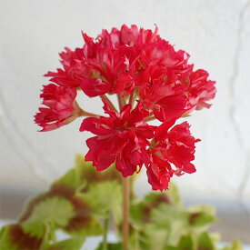 草花の苗/ゼラニウム：アズールコート4号鉢植え