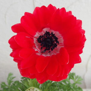 ���Ԃ̕c/�A�l���l�F�|���g�_�u�� �X�J�[���b�g3-3.5���|�b�g