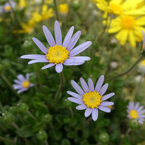 Ԃ̕c/tFVAFtFVeB[u[3|bg