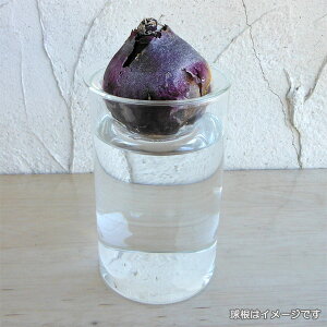 oux[X ͔|KXx[X NA V[giKEGY4060SWj(ê)