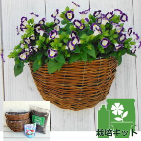 草花の苗/ハンギングバスケット栽培キット:トレニア：カウアイブルーアンドホワイト2個セット