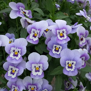 Ԃ̕c/rIF@݂3-3.5|bg 8Zbg