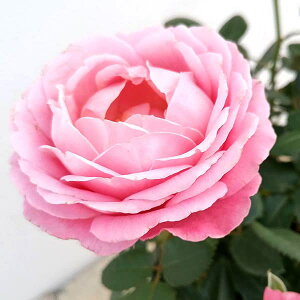 o̕c/CtBjeB[YEsNCtBjeB4v