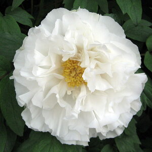 Ԗ ؂̕c/OiڂjF̐iނ܂̂䂫j2`3Nc6|bg