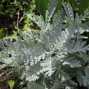 Ԃ̕c/V^GMNFVo[[X2.5-3|bg 3Zbg