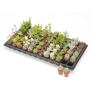 ϗtA/[]~j|bgAi~bNX72Zbgia3cm|bgj