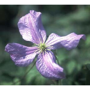 o̕c/oɍFN}`XFG~Av^[4.5|bg(r`Zn) 1Zbg