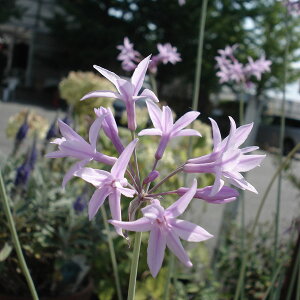 Ԃ̕c/coLAFVo[[X2.5-3|bg