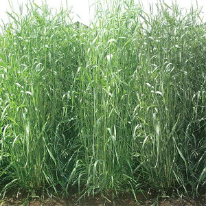 ΔpqFC N[ 1kg[^l H܂ ɑ ΔAZ`E΍ɁI]