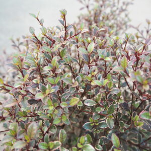 Ԗ ؂̕c/tH~^XE}WbNhS2.5|3|bg