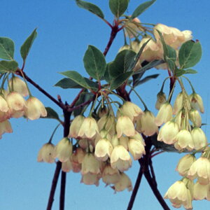 Ԗ ؂̕c/hE_ccWFԃhE_3-3.5|bg