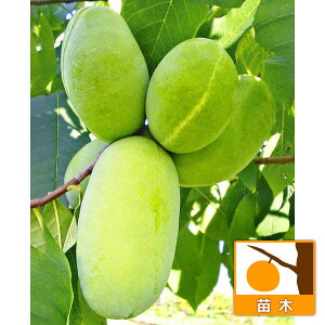 ʎ̕c/||[F}S[iږؕcj 5`6|bg