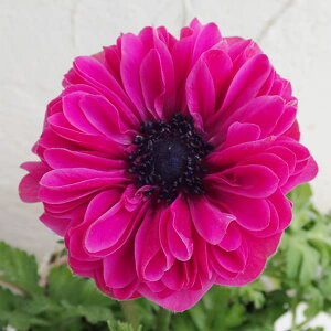 Ԃ̕c/AllF|g_u I[Lbh3-3.5|bg