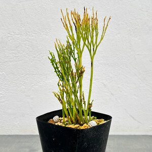 ϗtA/}coFxm̐itWmLj3.5A