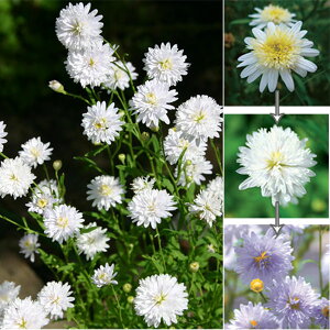 Ԃ̕c/J[XFω5|bg 10Zbg