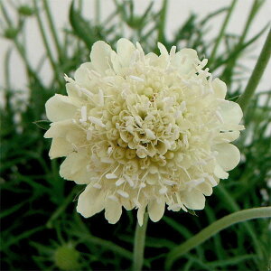 Ԃ̕c/XJrITF[_X3.5|bg 2Zbg