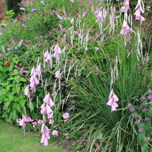 Ԃ̕c/fBG}FsN3-3.5|bg