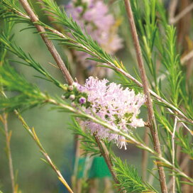 楽天市場 植物 花木 庭木の苗 オーストラリア花木 園芸ネット プラス