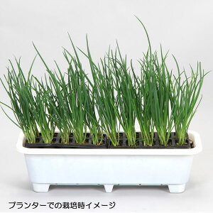 ؂̕c/˂10ApbN 2Zbg