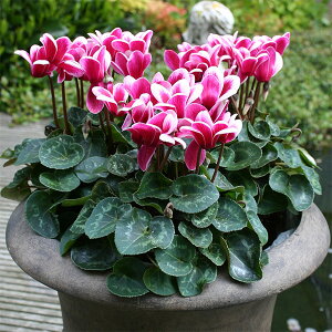 Ԃ̕c/VNFSubg@Cbh3O|bg