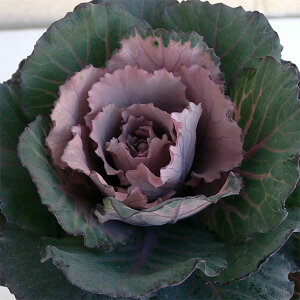 Ԃ̕c/n{^FJiGԁj VR2.5-3|bg