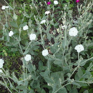 Ԃ̕c/NjXFRiAiXCZmEj3|bg 2Zbg