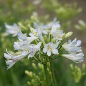 Ԃ̕c/AKpTXFVo[xCr[3.5|bg