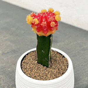 ϗtA/T{eFꉲOiq{^jO3|bg