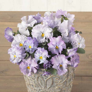 Ԃ̕c/pW[FGɂȂX~Fp3.5|bg