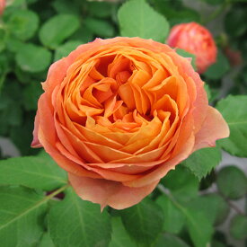 バラの苗/四季咲中輪バラ：ベビーロマンティカ6号鉢植え