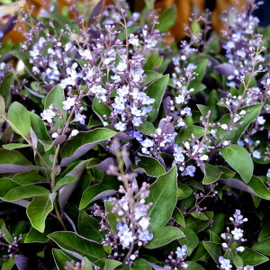 Ԗ ؂̕c/mjW{NFp[v3`3.5|bgi~con}SEvvAj 3Zbg