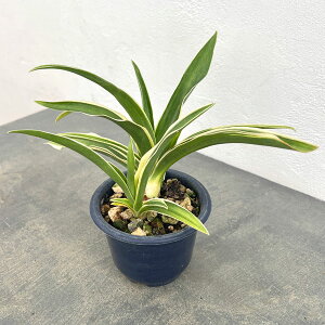 ϗtA/IgiNjFꕶi񂶁j4A