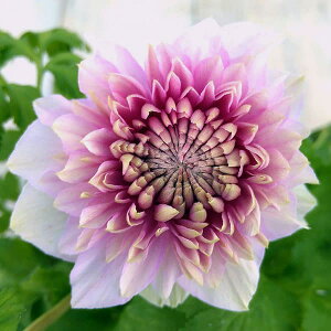 Ԃ̕c/AllFzXԁiJjsN3.5|bg