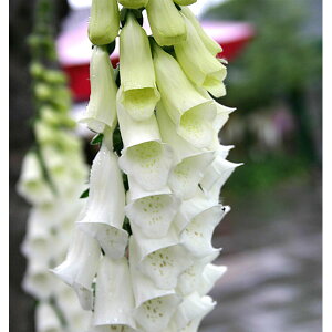 Ԃ̕c/WM^XitHbNXO[ujFp[vAAo3|bg 2Zbg