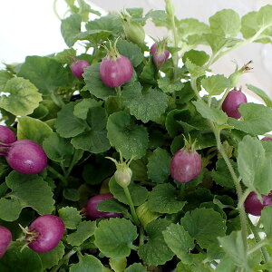 Ԃ̕c/p[vNx[i厇RPj3|bg 2Zbg