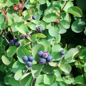 Ԗ ؂̕c/W[x[F[WFg5|bg