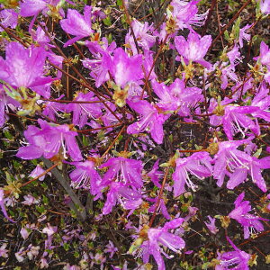 Ԗ ؂̕c/ccWFigESNj~coccW40`50cm