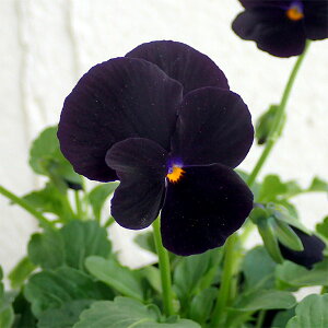 Ԃ̕c/rIF\xubNfCg3|bg 12Zbg