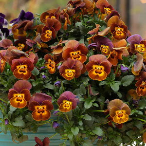 Ԃ̕c/rIFfB[WFC@nj[r[3.5|bg 3Zbg