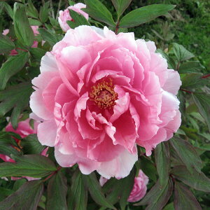 Ԗ ؂̕c/OiڂjFցi₿΂j2`3Nc6|bg