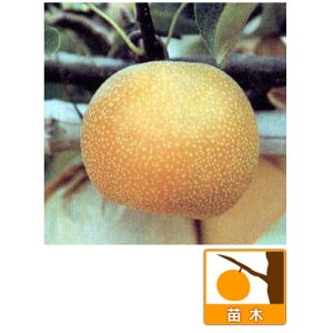 ʎ̕c/iVijFzāi񂩁j4`5|bg