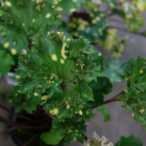 R쑐̕c/cuLFqiJK~WVj5A