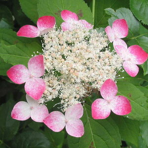 Ԗ ؂̕c/}AWTCFNiCigj4|bg