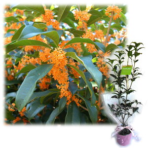 Ԗ ؂̕c/c؃MtgFLNZCi؍ҁju肪Ƃ܂vJ[ht