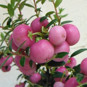 Ԗ ؂̕c/ylbeBAi^̖؁jFnbs[x[sN3|bg