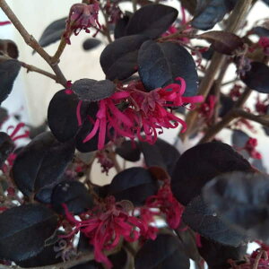 Ԗ ؂̕c/gL}TNFl5|bg