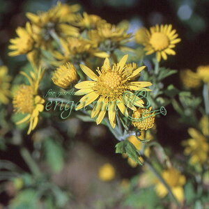 R쑐̕c/mMNiejFARKlMN2.5-3|bg[10J ge ւ̉Ԃɍ炭]