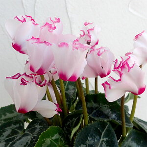 Ԃ̕c/VNFrNgAzCg3|bg 3Zbg