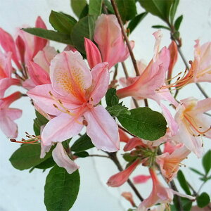 Ԗ ؂̕c/ccWFgXJisNj3.5|bg