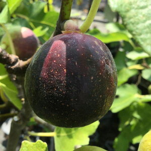 ʎ̕c/C`WNFvĂ݂4|bg